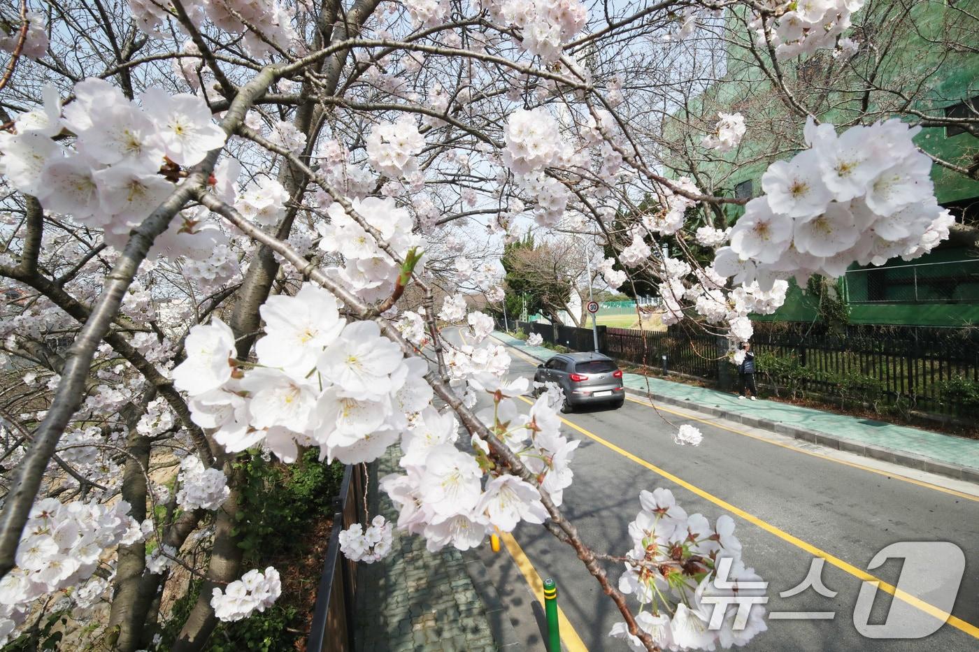 본문 이미지 - 포근한 날씨를 보이는 22일 오전 제주시 오라1동 인근 벚나무에 벚꽃이 만개해 시선을 끌고 있다. 2025.3.24/뉴스1 ⓒ News1 오현지 기자