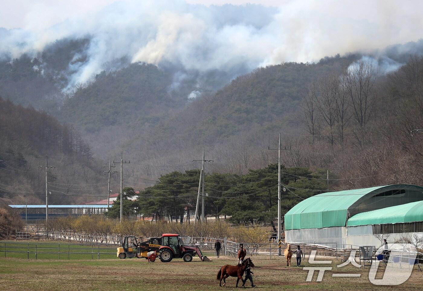 24일 오전 경북 의성군 안평면 금곡리에 있는 한 목장 뒷산에 산불이 번져 사육사들이 말을 대피시키고 있다. 이 목장에는 종빈마(씨를 받기 위해 기르는 암말) 7필을 포함해 총 33마리의 말을 사육하고 있다. ⓒ News1 공정식 기자