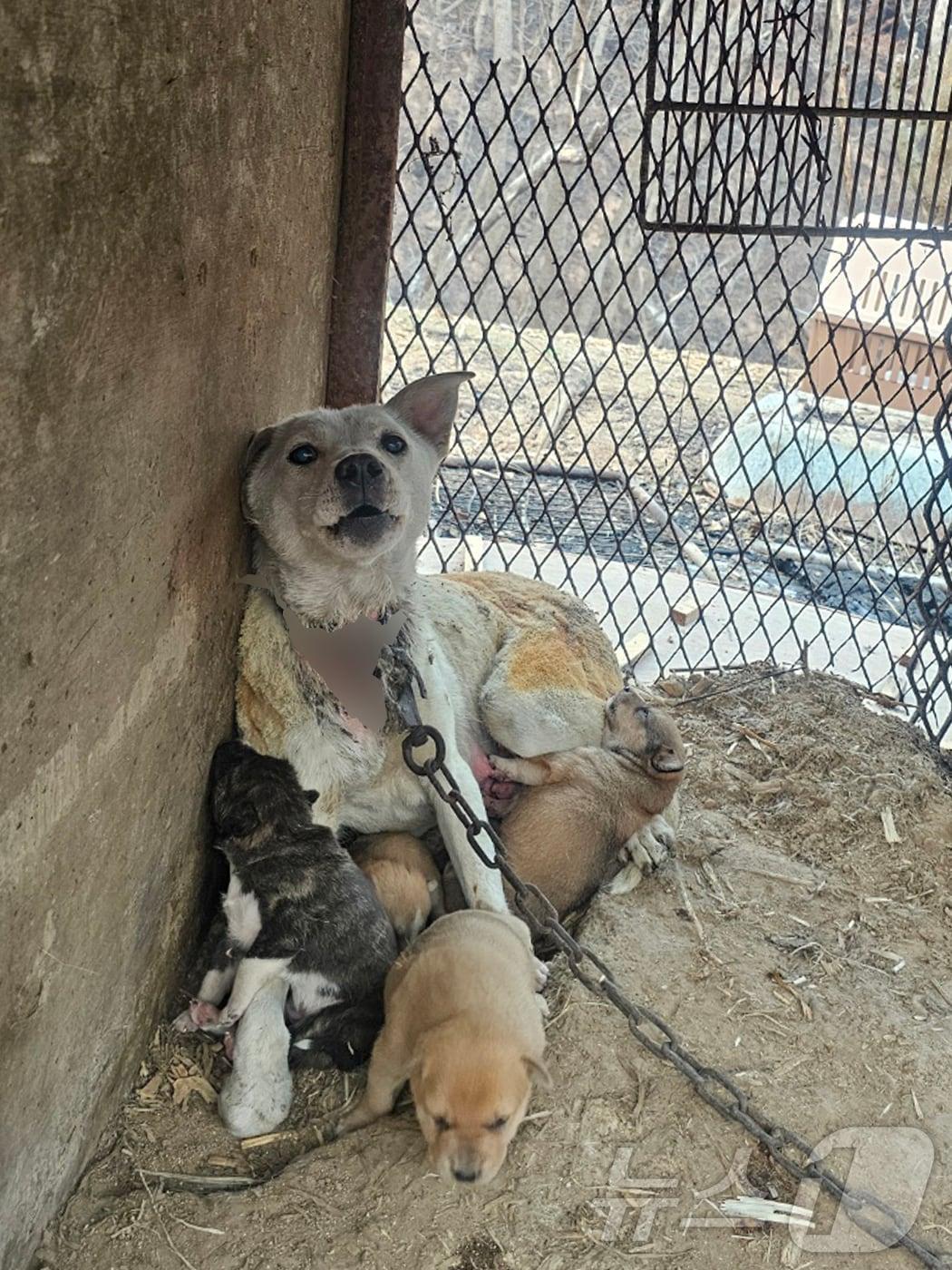 본문 이미지 - 경북 의성군 산불 발생 사흘째인 24일 (사)동물보호단체 회원들이 화마가 휩쓸고 간 곳에서 화상을 입은 고양이와 개 등 24마리를 구조했다.(동물보호단체 제공, 재판매 및 DB 금지) 2025.3.24/뉴스1  