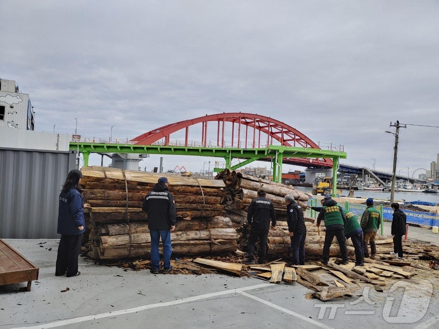 본문 이미지 - 속초시 재선충병 예방 위한 소나무류 이동 특별단속 실시.(속초시 제공, 재판매 및 DB 금지) 2025.3.25/뉴스1