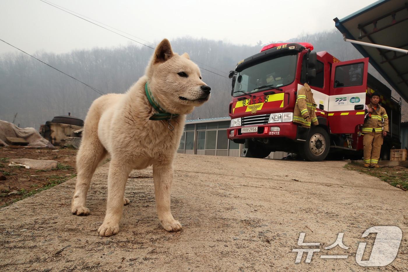의성 산불 나흘째인 25일 오전 경북 안동시 길안면 백자리 민가 뒷산까지 산불이 확산한 가운데 가족이 대피해 빈집에서 개 한 마리가 집을 지키고 있다. 2025.3.25/뉴스1 ⓒ News1 공정식 기자