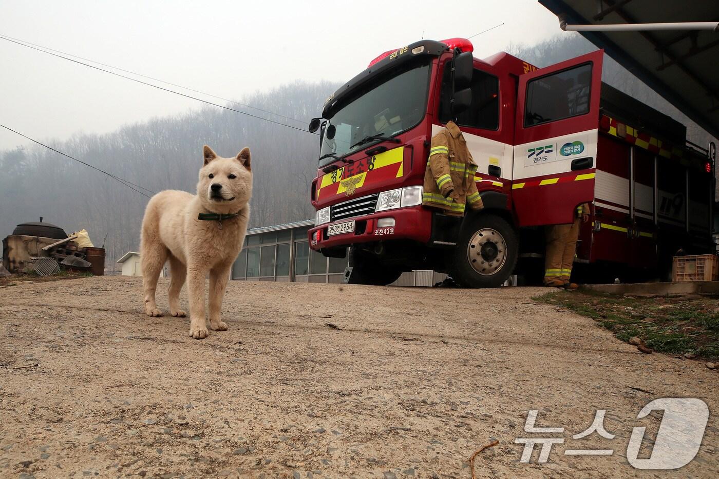 의성 산불 나흘째인 25일 오전 경북 안동시 길안면 백자리 민가 뒷산까지 산불이 확산한 가운데 가족이 대피해 빈집에서 개 한 마리가 집을 지키고 있다. (사진은 기사 내용과 무관함) 2025.3.25/뉴스1 ⓒ News1 공정식 기자