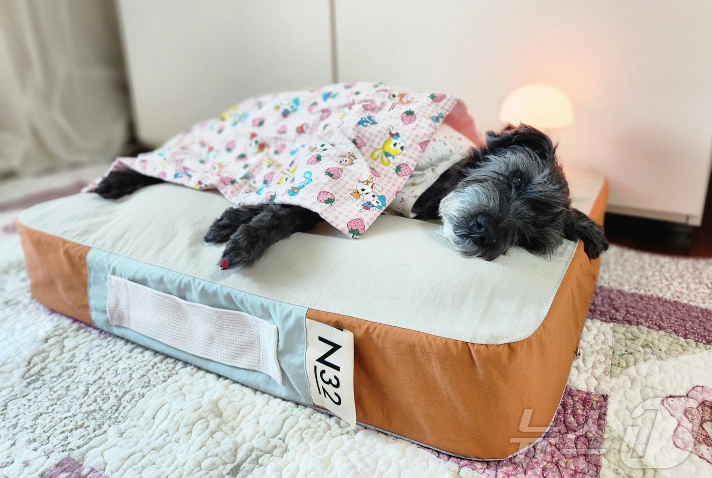 한때 보호자 침대에서 잠을 자던 반려견 네로는 17살이 되면서 분리 수면을 하게 됐다. 사진은 N32 쪼꼬미 매트리스에서 잠을 청하고 있는 네로 ⓒ 뉴스1 한송아 기자