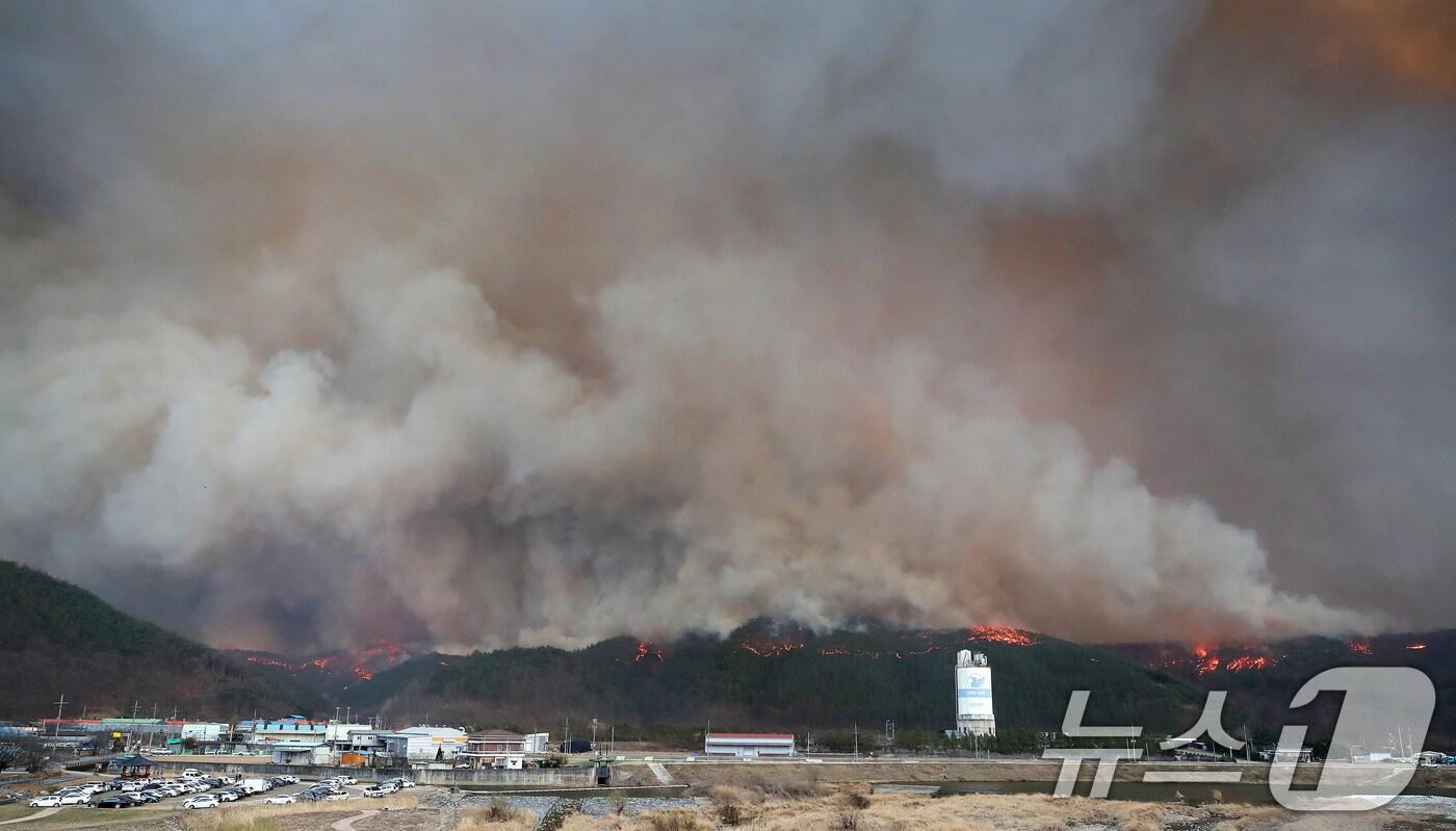 본문 이미지 - 25일 오후 경북 안동 전역에 강풍이 불어 산불이 급속도로 확산하고 있다. 2025.3.25/뉴스1 ⓒ News1 공정식 기자