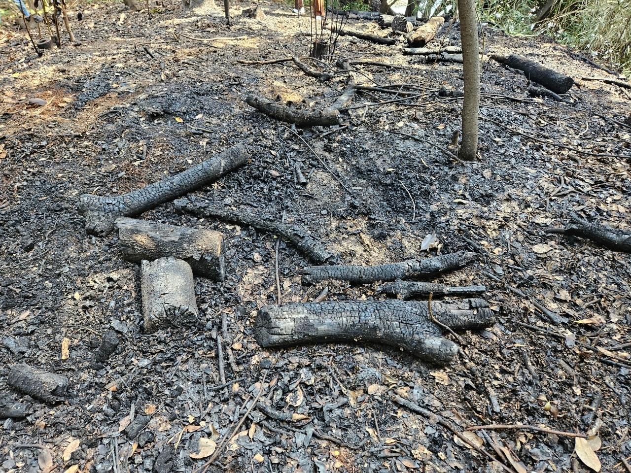 화마가 덮친 울주 목도 상록수림(국가유산청 제공)