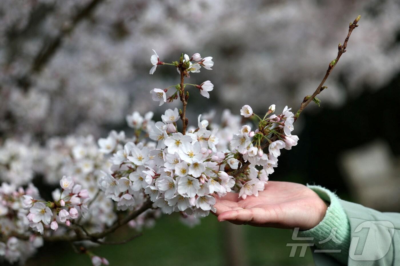 25일(현지시간) 영국 런던 큐 가든에서 열린 '사운드 오브 블로섬' 행사에서 벚꽃이 활짝 피어 있다. ⓒ 로이터=뉴스1