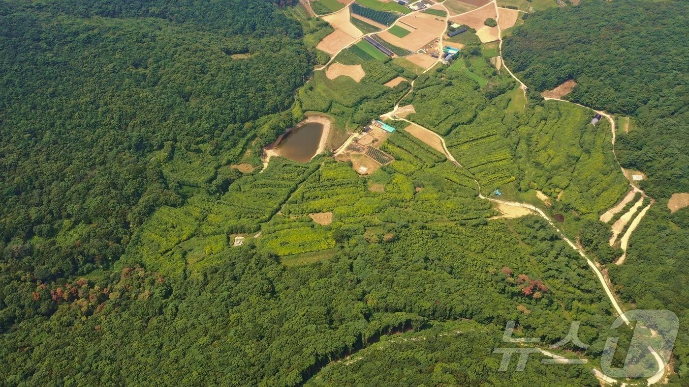 해남군 북일면에 조성된 23㏊ 규모의 황칠나무 숲. /뉴스1