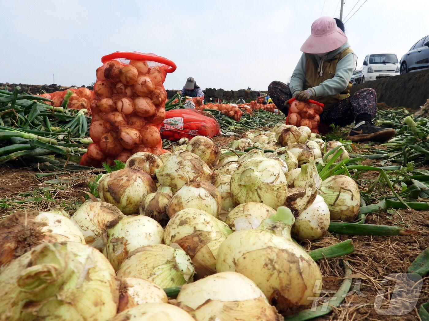 본문 이미지 - 26일 오전 제주 서귀포시 대정읍 신도리의 한 양파밭에서 농민들이 조생종(일찍 성숙하는 품종) 양파를 수확해 출하하고 있다. 달고 아삭한 제주산 조생종 양파는 전국에서 가장 먼저 출하된다. 2025.3.26/뉴스1 ⓒ News1 오미란 기자