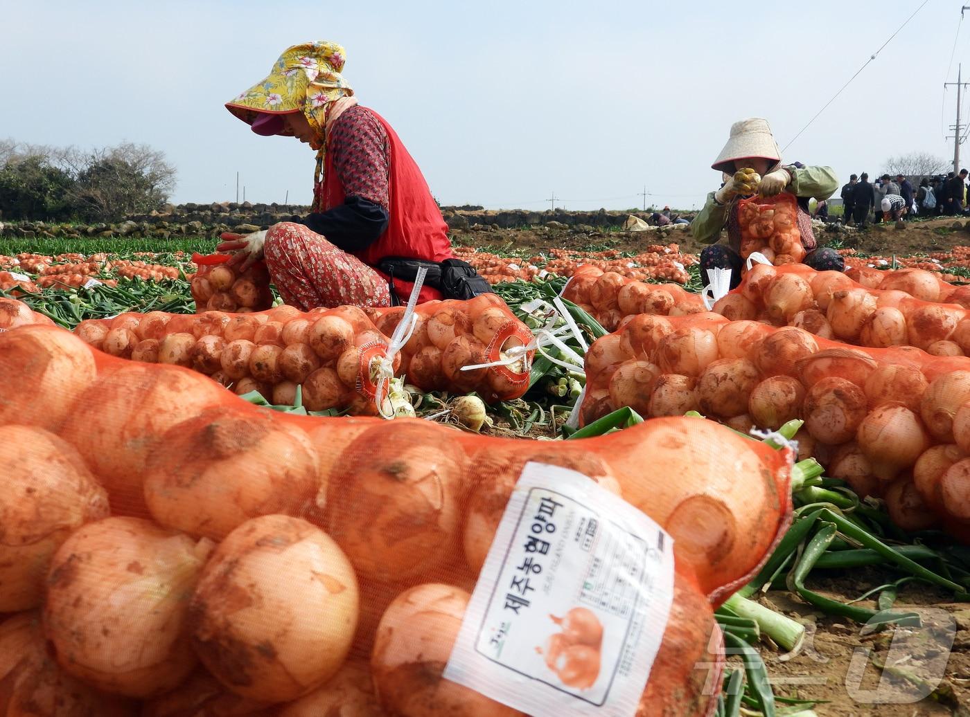 본문 이미지 - 제주 양파밭(자료사진)/뉴스1