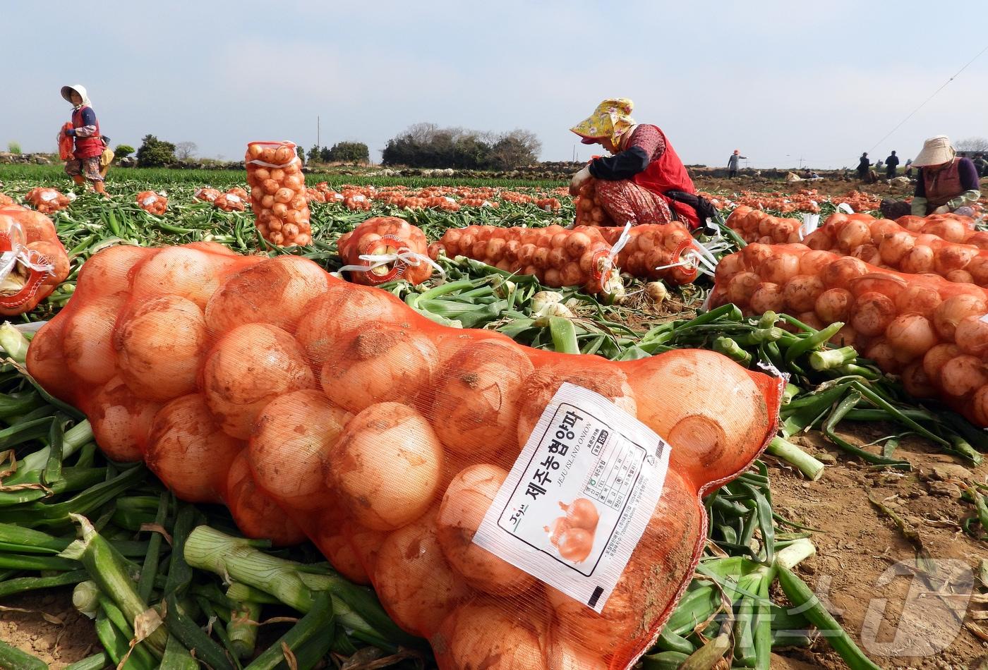 제주 양파 수확(자료사진)/뉴스1