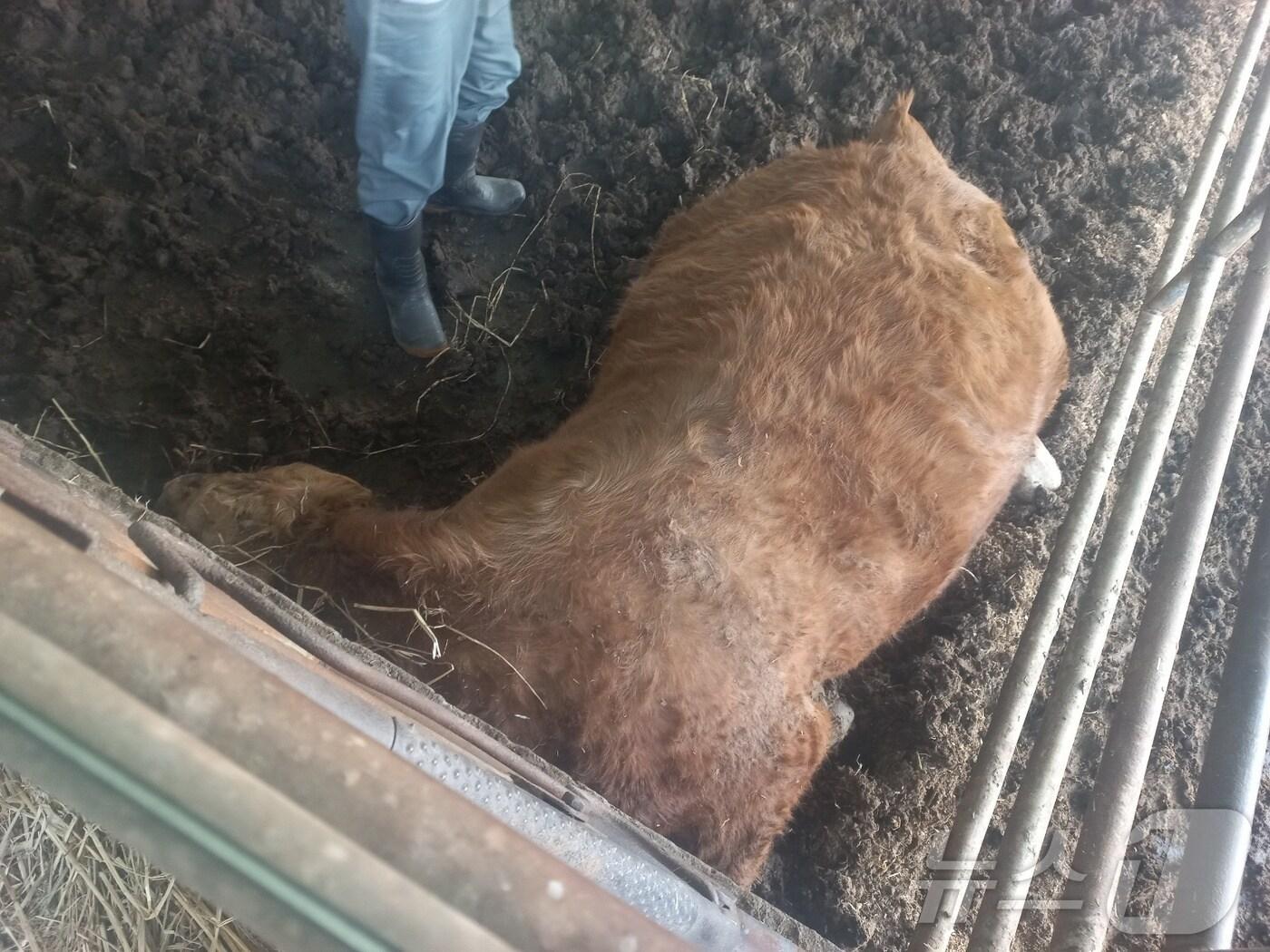 본문 이미지 - 제천시 봉양읍 A 한우축사에서 암수 4마리가 한꺼번에 감전사 했다.(농장주 제공, 재판매 및 DB금지)/뉴스1  