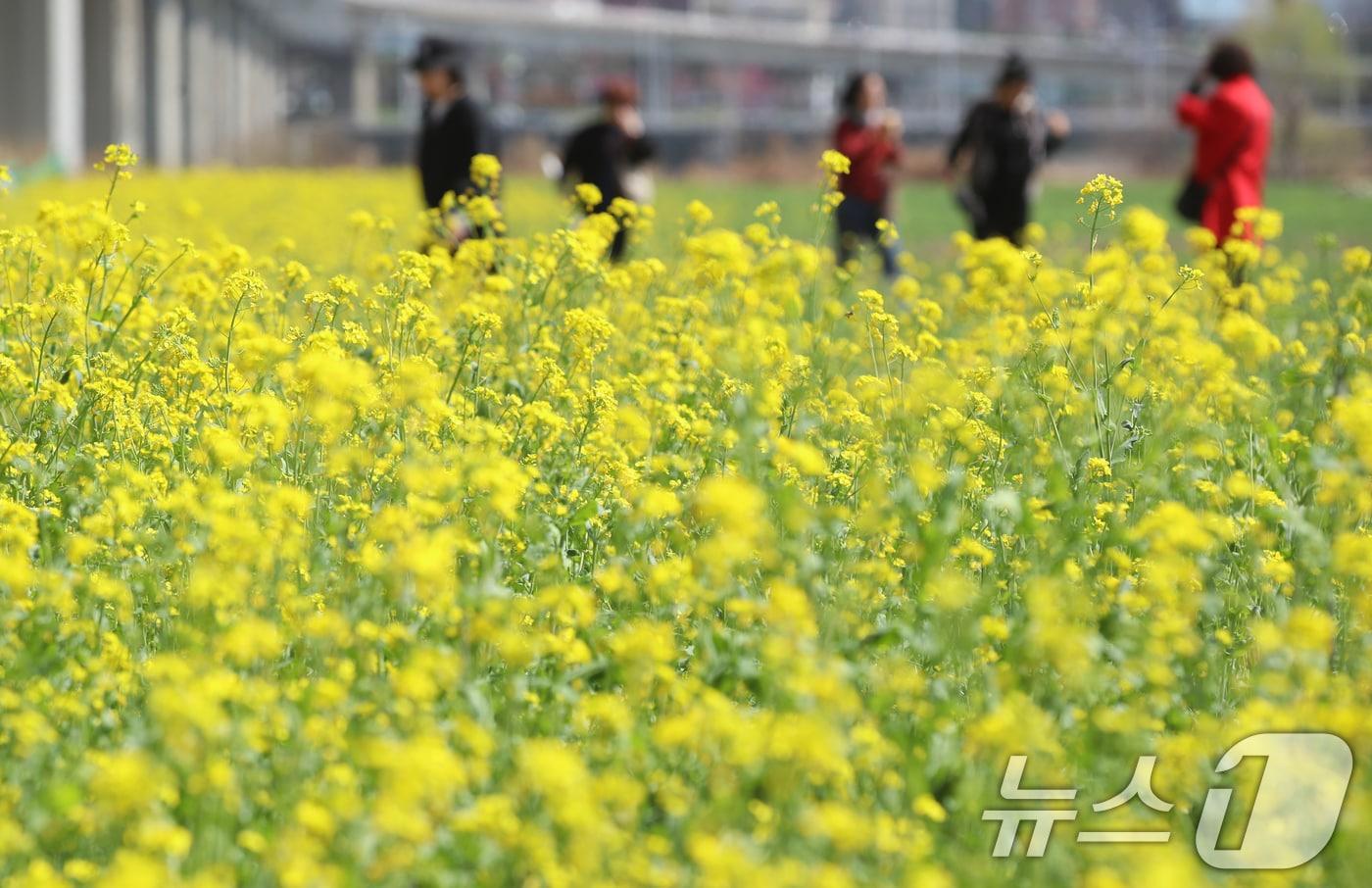 포근한 봄 날씨를 보인 26일 부산 강서구 대저생태공원에서 시민들이 노란 유채꽃을 구경하고 있다. 2025.3.26/뉴스1 ⓒ News1 윤일지 기자