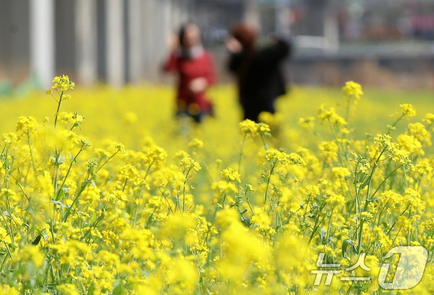 부산 강서구 대저생태공원에서 시민들이 노란 유채꽃을 구경하고 있다. 2025.3.26/뉴스1 ⓒ News1 윤일지 기자