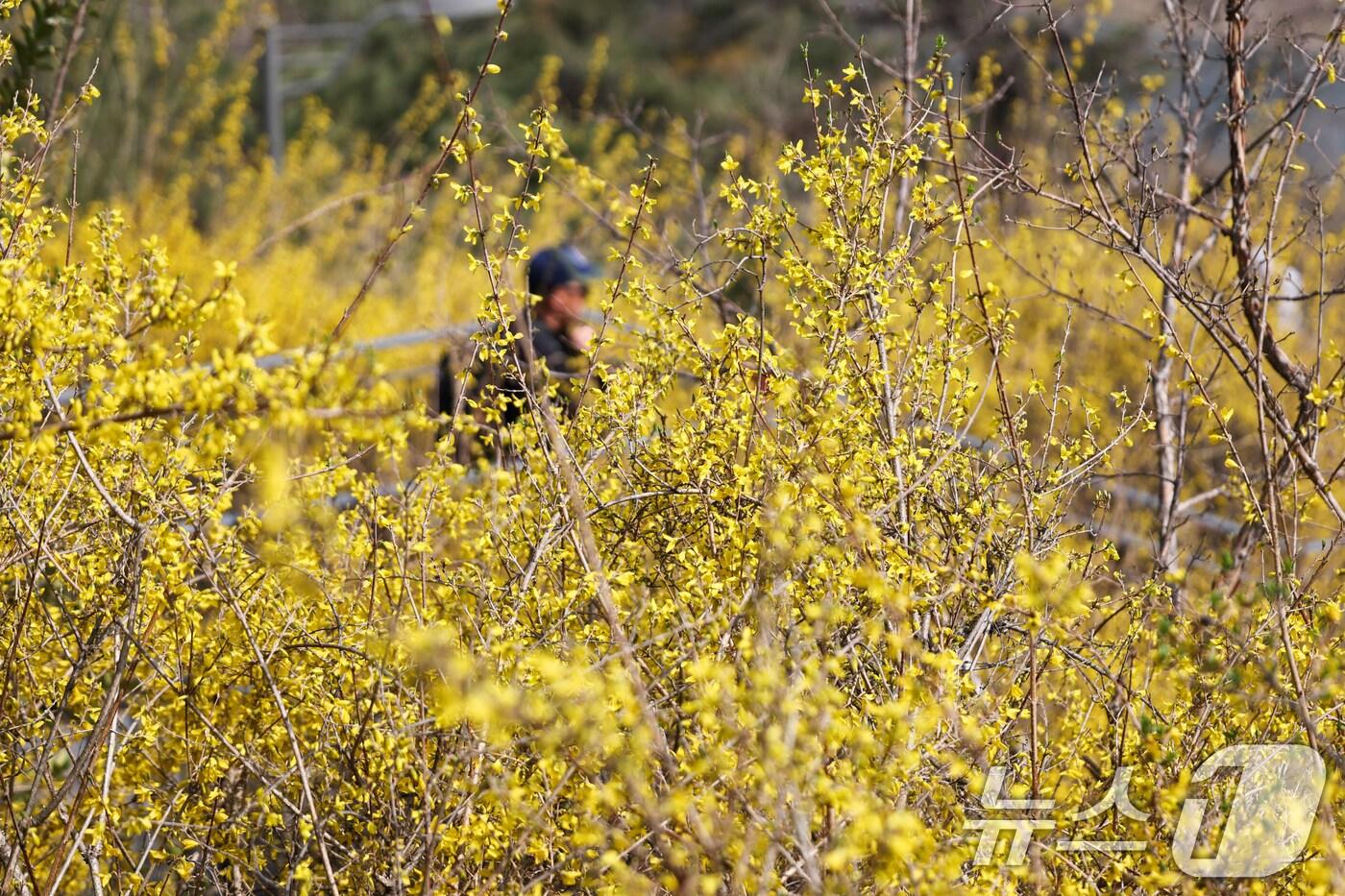 본문 이미지 - 포근한 봄 날씨가 계속되는 26일 서울 성동구 응봉산에서 꽃망울을 터뜨린 개나리가 봄의 시작을 알리고 있다. 2025.3.26/뉴스1 ⓒ News1 허경 기자