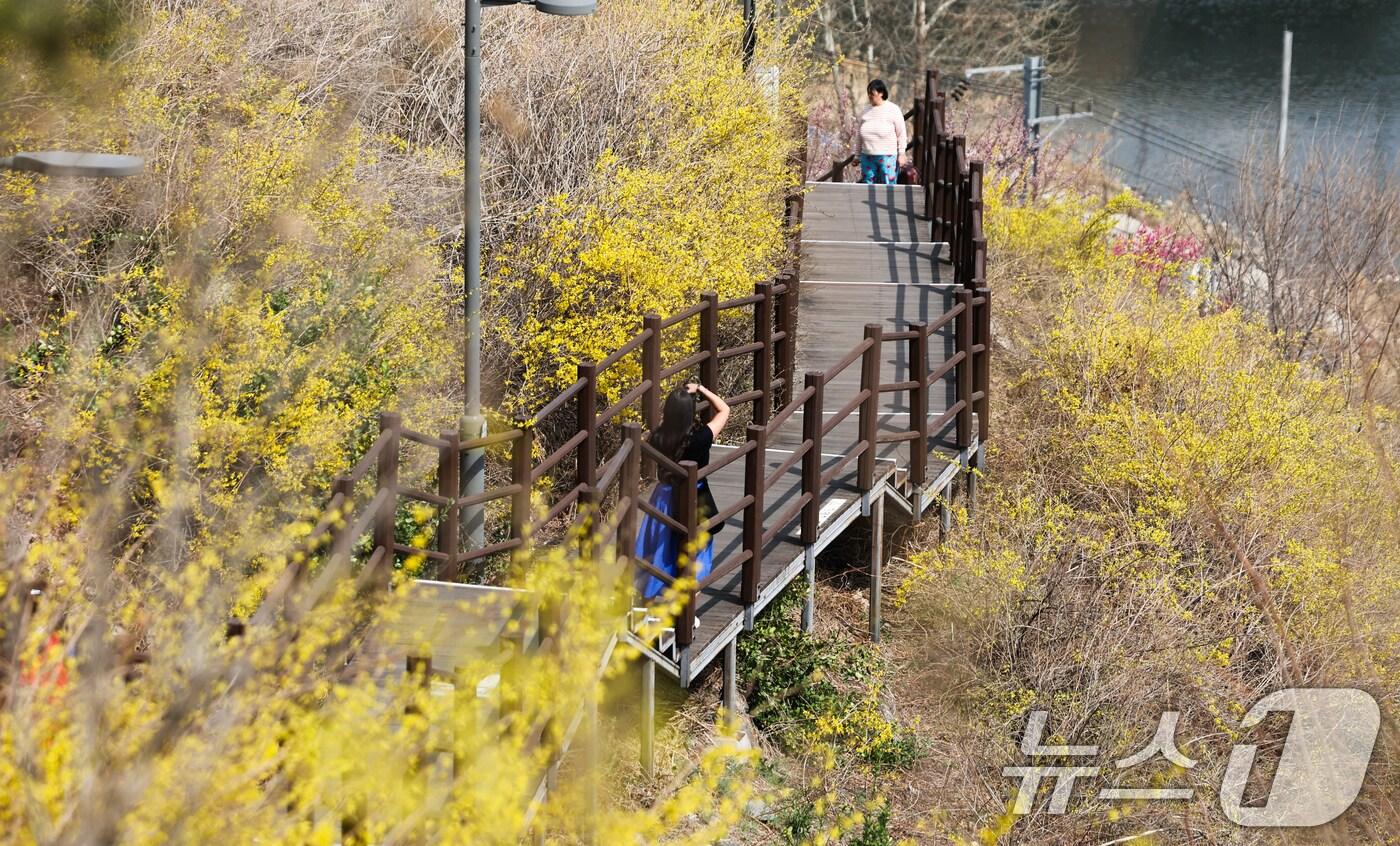 포근한 봄 날씨가 계속되는 26일 서울 성동구 응봉산에서 꽃망울을 터뜨린 개나리가 봄의 시작을 알리고 있다. 2025.3.26/뉴스1 ⓒ News1 허경 기자