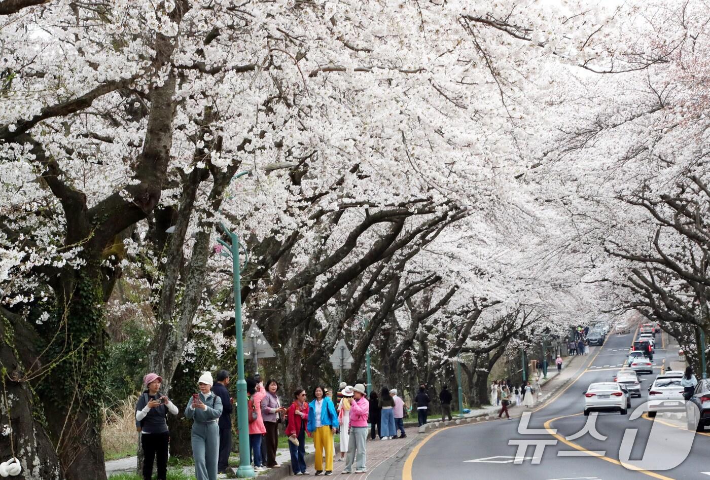 평년보다 높은 기온을 보이고 있는 27일 오전 벚꽃길로 유명한 제주시 아라동 제주대학교 진입로에서 도민과 관광객들이 봄 정취를 즐기고 있다. 기상청에 따르면 제주 벚꽃은 전날 공식 개화했다. 2025.3.27/뉴스1 ⓒ News1 오현지 기자