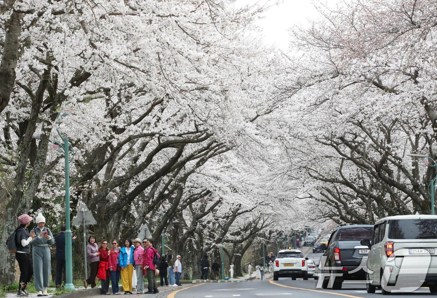 본문 이미지 - 평년보다 높은 기온을 보이고 있는 27일 오전 벚꽃길로 유명한 제주시 아라동 제주대학교 진입로에서 도민과 관광객들이 봄 정취를 즐기고 있다. 2025.3.27/뉴스1 ⓒ News1 오현지 기자