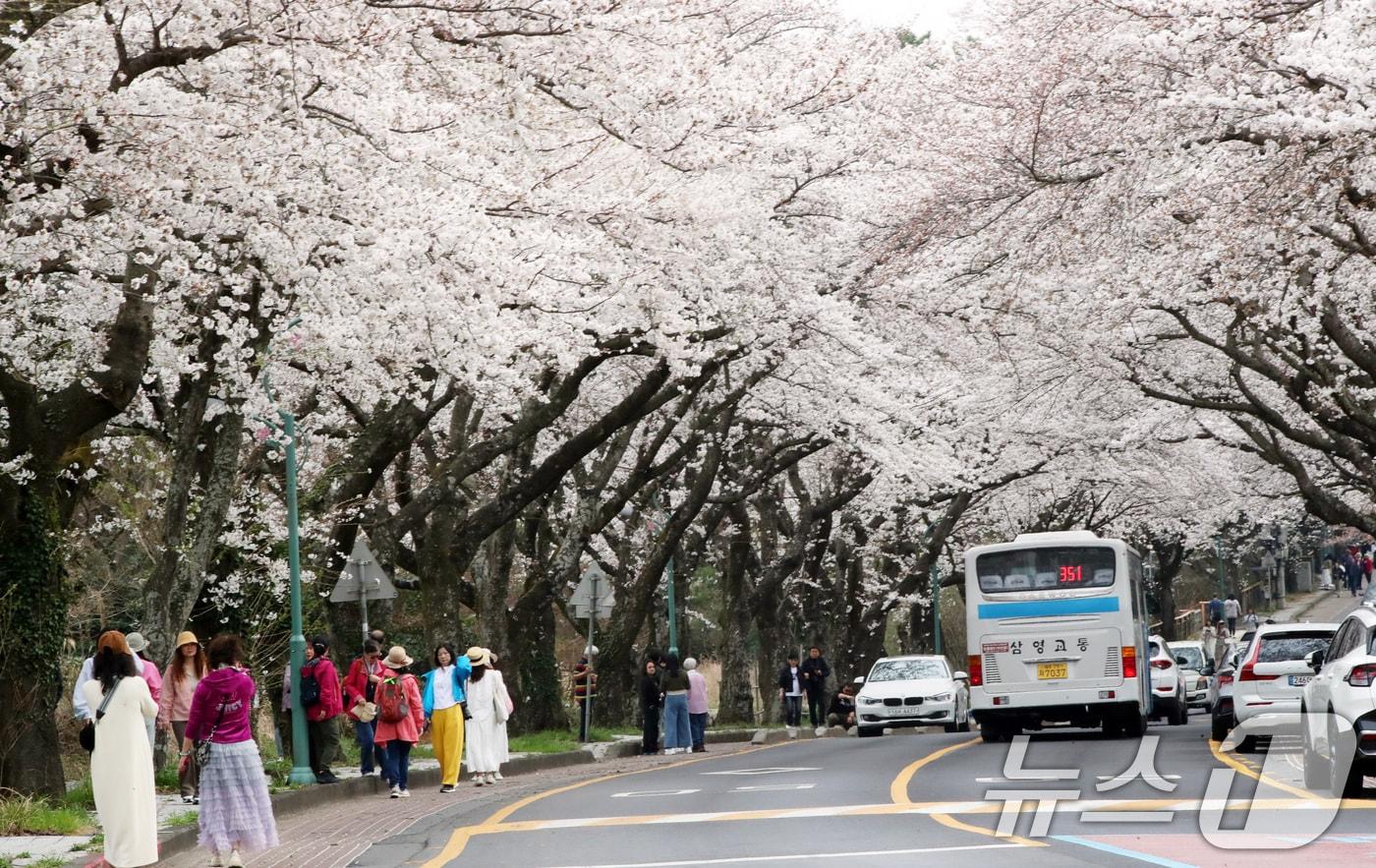 본문 이미지 - 평년보다 높은 기온을 보이고 있는 27일 오전 벚꽃길로 유명한 제주시 아라동 제주대학교 진입로에서 도민과 관광객들이 봄 정취를 즐기고 있다. 2025.3.27/뉴스1 ⓒ News1 오현지 기자