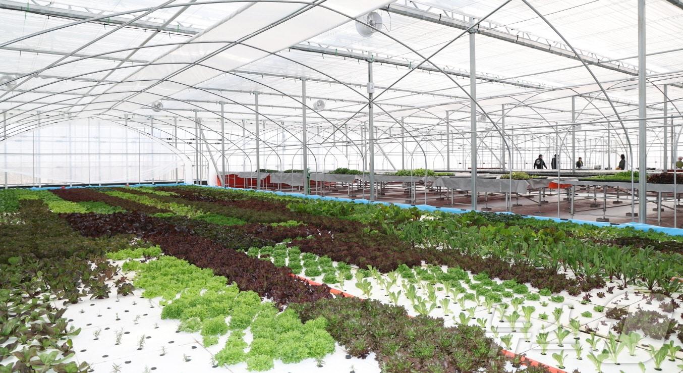 본문 이미지 - 스마트 파밍 기술을 활용한 융복합 온실.(태안군 제공.재판매 및 DB금지) /뉴스1