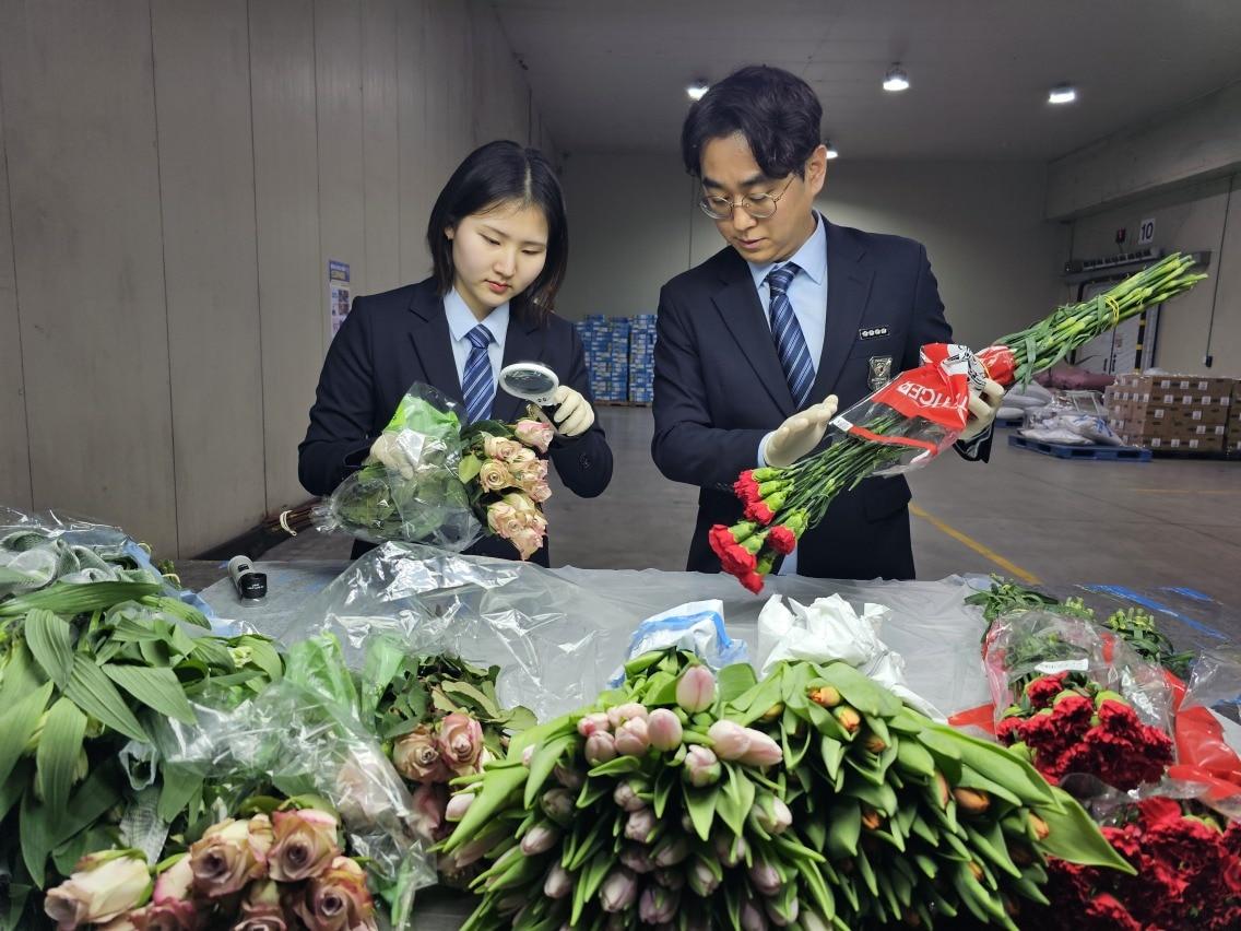 본문 이미지 - 농림축산검역본부 직원이 수입 화훼류를 현장 검역하고 있다.(농림축산식품부 제공) 2025.03.27 /뉴스1