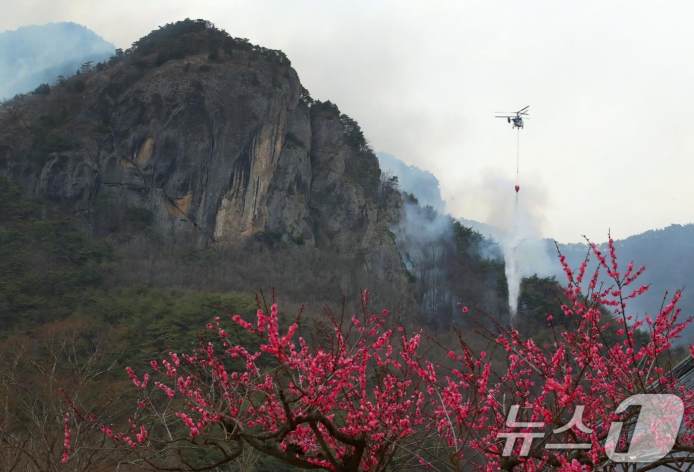 27일 경북 청송군 주왕산면 상의리 주왕산 국립공원 산불 현장에 투입된 헬기가 산불 진화를 위해 물을 뿌리고 있다. 밤사이 산불이 조계종 천년고찰 대전사 인근까지 근접하는 등 위기가 닥쳤다. 지난 22일 경북 의성군에서 시작된 산불이 안동·청송·영양·영덕으로 번지며 엿새째 꺼지지 않고 있다. 2025.3.27/뉴스1 ⓒ News1 공정식 기자