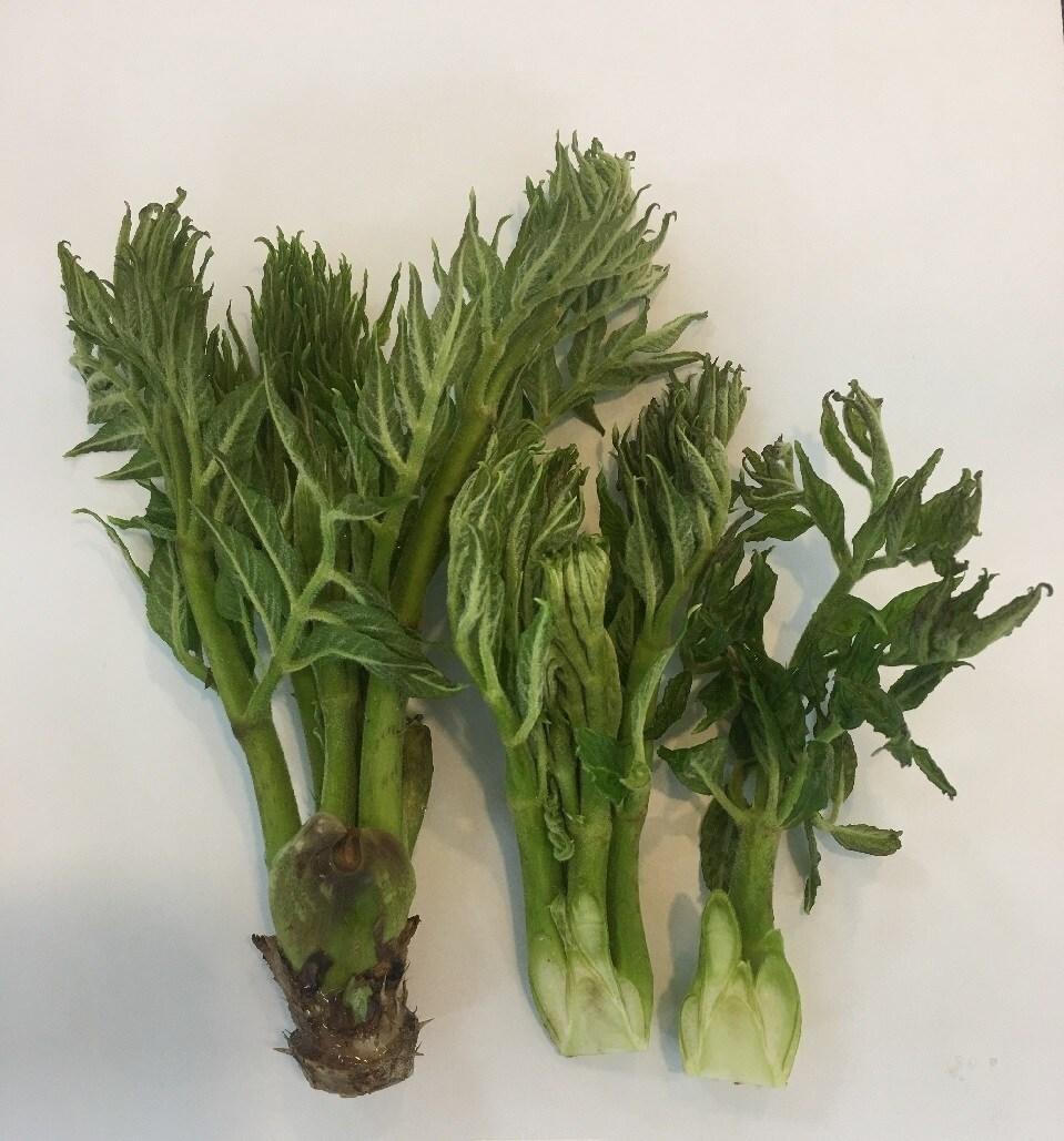 본문 이미지 - 참두릅. (농촌진흥청 제공) 2025.03.27 /뉴스1