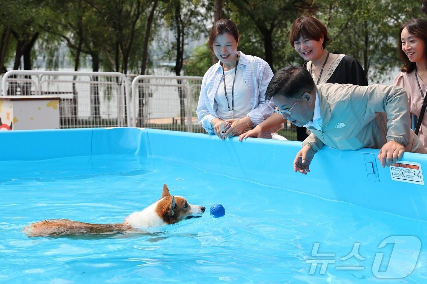 박강수 마포구청장이 마포 반려동물 캠핑장에 조성된 물놀이장에서 수영하고 있는 강아지를 바라보고 있다.(마포구청 제공)