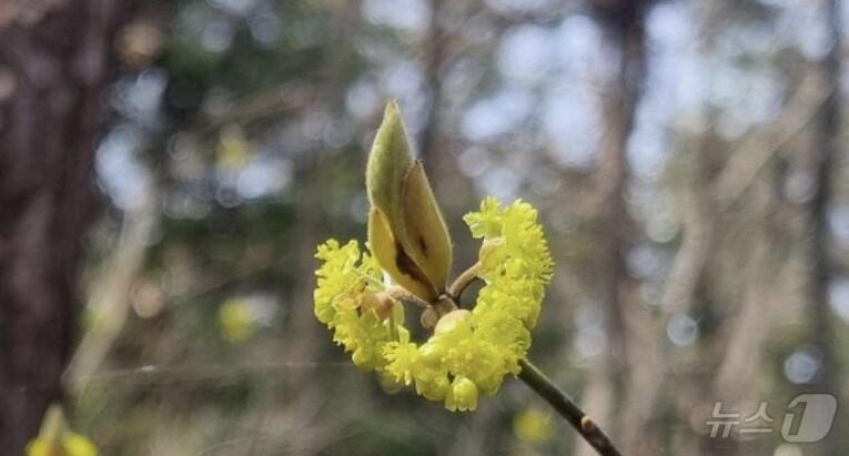 본문 이미지 - 무등산에 개화한 털조장나무.(무등산국립공원사무소 제공. 재판매 및 DB 금지)