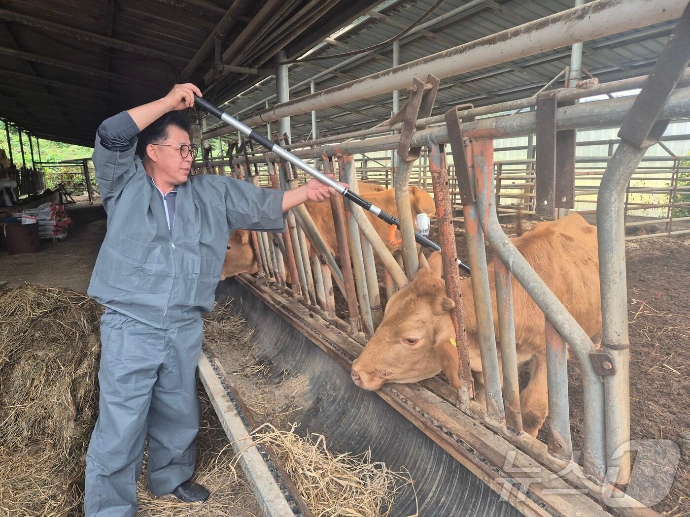 본문 이미지 - 전북지역 구제역 긴급 백신 접종이 마무리 됐다. (전북자치도 제공. 재판매 및 DB 금지)/뉴스1 