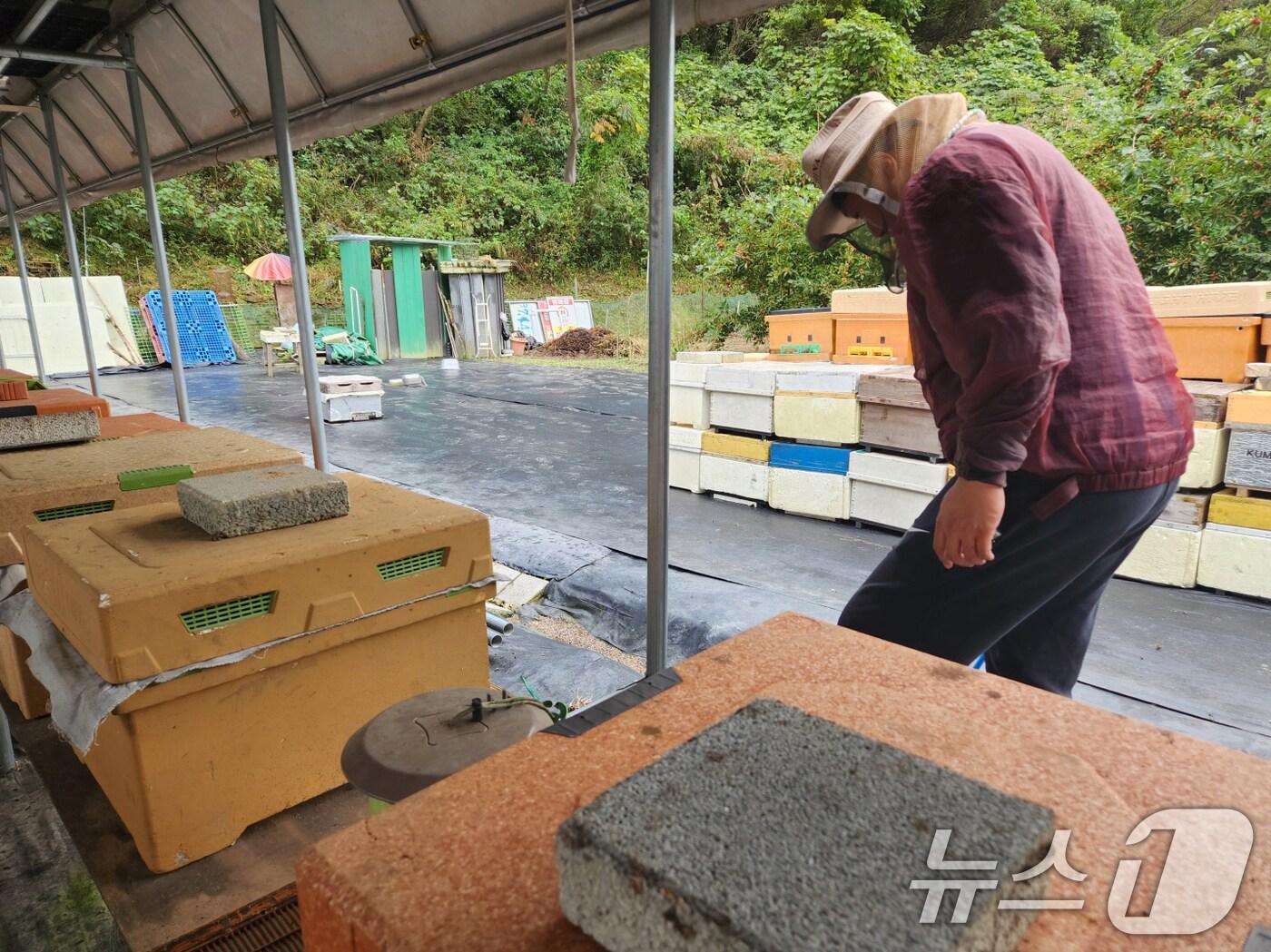본문 이미지 - 꿀벌 질병 검사.(광주시 제공. 재판매 및 DB 금지) /뉴스1