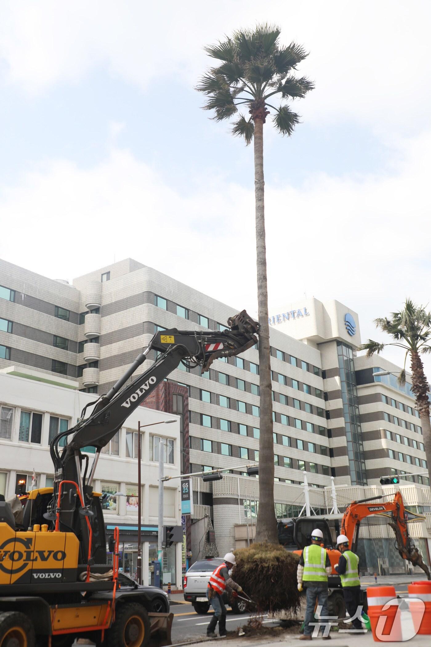 본문 이미지 - 28일 오전 제주시 탑동 거리에서 워싱턴야자수를 제거하는 작업이 진행되고 있다. 제주시는 안전사고를 막기 위해 2021년부터 제주시내 야자수를 이팝나무와 수국, 먼나무 등 다른 나무로 대체하고 있다. 2025.3.28/뉴스1 ⓒ News1 강승남 기자