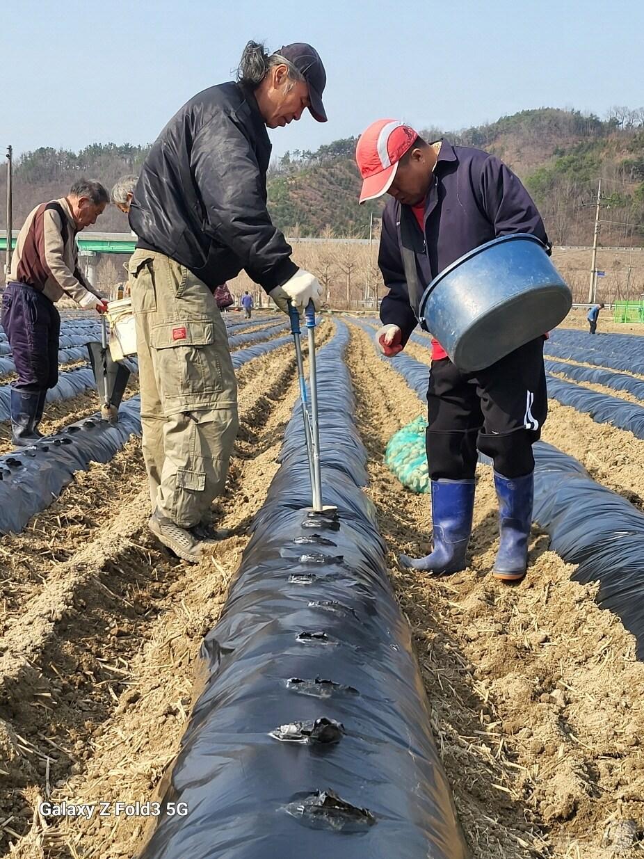 본문 이미지 - 예산농업기술센터 감자연구회가 논에 봄감자를 파종하고 있다. (예산군 제공. 재판매 및 DB금지) /뉴스1