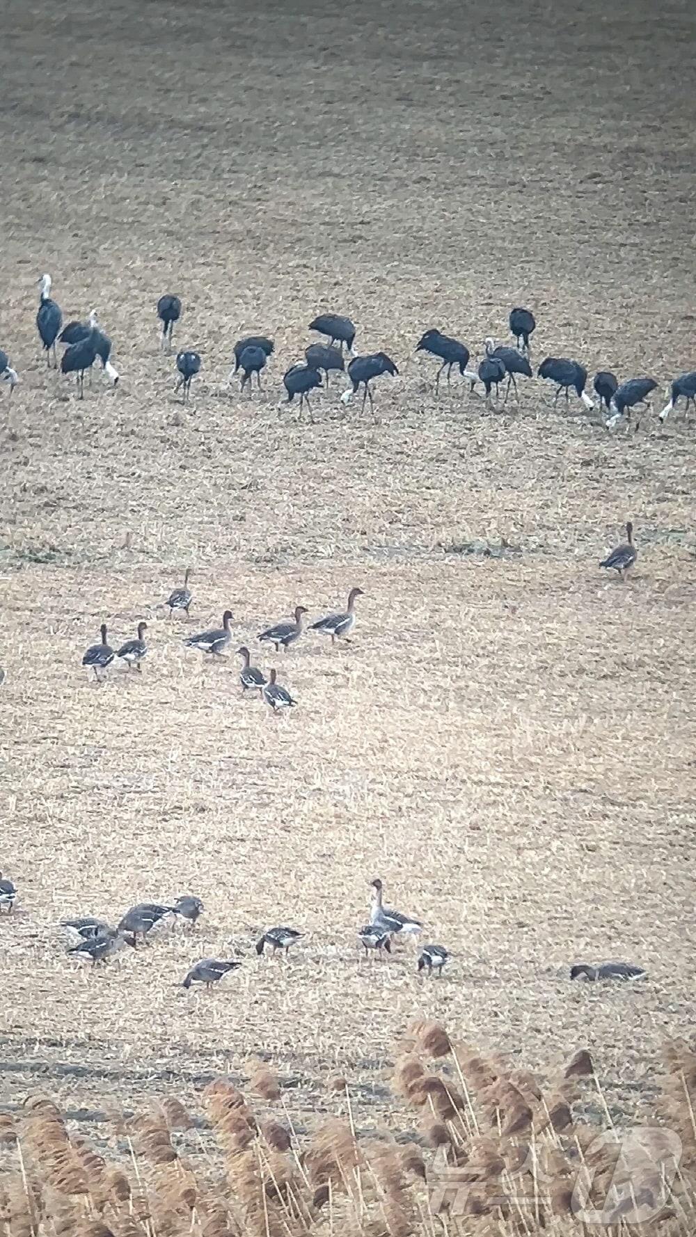 본문 이미지 - 한강하구 고양 장항습지에서 최근 발견된 흑두루미 무리(사진 위). (고양시 제공, 재판매 및 DB금지)