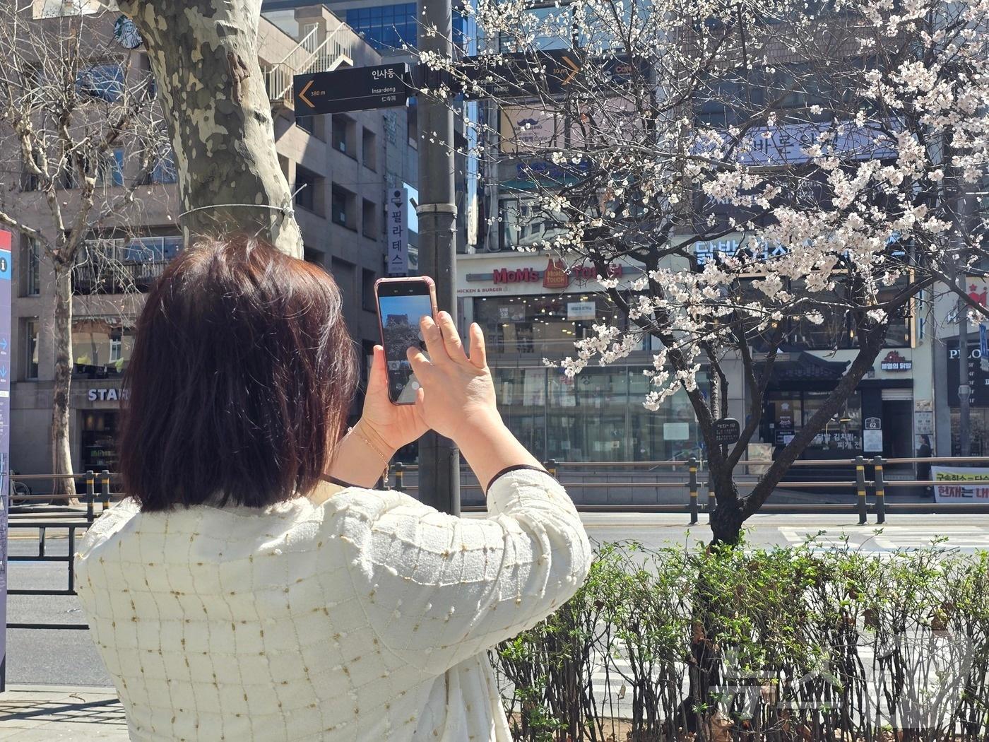 본문 이미지 - 서울 종로구 종로1가 인근에 매화가 피자 관광객들이 꽃을 사진으로 담고 있다. 2025.3.28/뉴스1 ⓒ News1 황덕현 기후환경전문기자