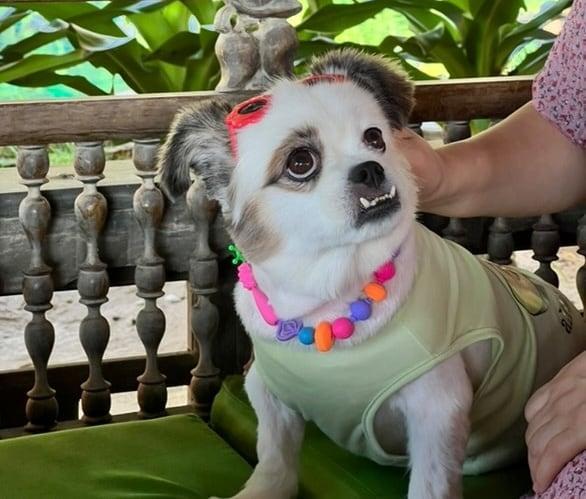 본문 이미지 - 전국 제일 개성만점 강아지 '꼬미' 입니다 (인스타그램 sssooonkk 제공) ⓒ 뉴스1