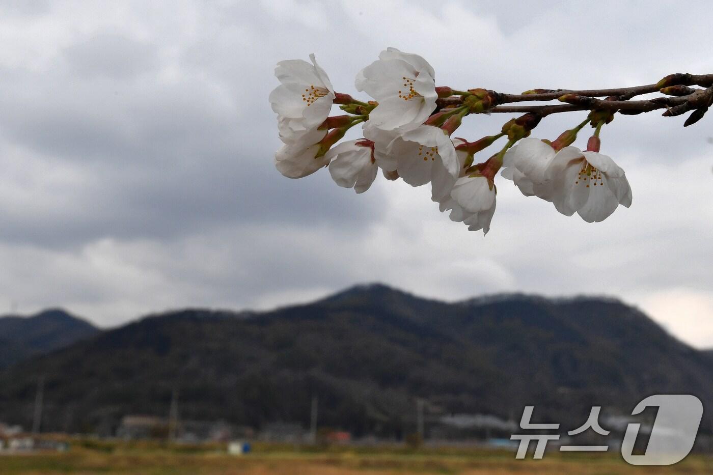 경북 영덕 산불 주불이 완진된 28일 오후 화마가 지나간 영덕읍 오십천변 둘레길에서 벚꽃이 활짝 꽃망울을 터뜨리고 있다. 2025.3.28/뉴스1 ⓒ News1 최창호 기자