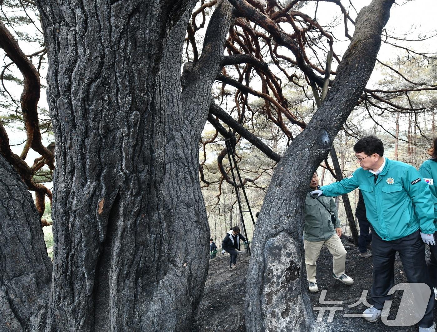 본문 이미지 - 경상북도 영양군 소재 천연기념물 ‘영양 답곡리 만지송’을 찾아 산불로 밑동이 일부 훼손됐다.(사진은 기사 내용과 무관함) / 뉴스1 ⓒ News1