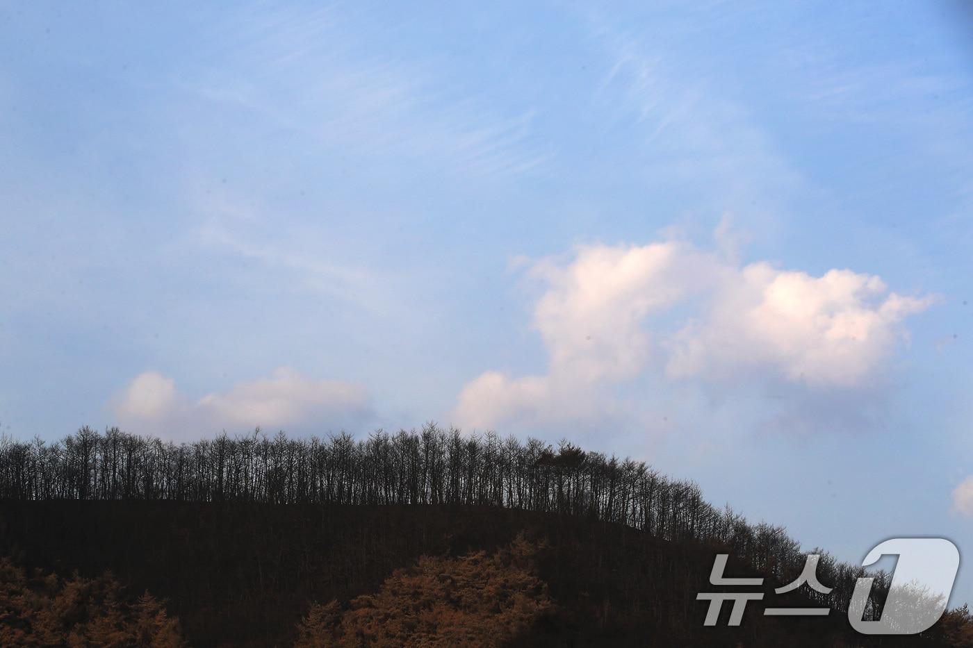 28일 오후 경북 의성군 안평면 신월리 야산에 산불로 까맣게 타버린 나무 위로 모처럼 파란 하늘이 보인다. 산림청은 이날 오후 5시를 기준으로 의성을 비롯한 경북 산불 주불이 모두 진화됐다고 밝혔다. 2025.3.28/뉴스1 ⓒ News1 공정식 기자