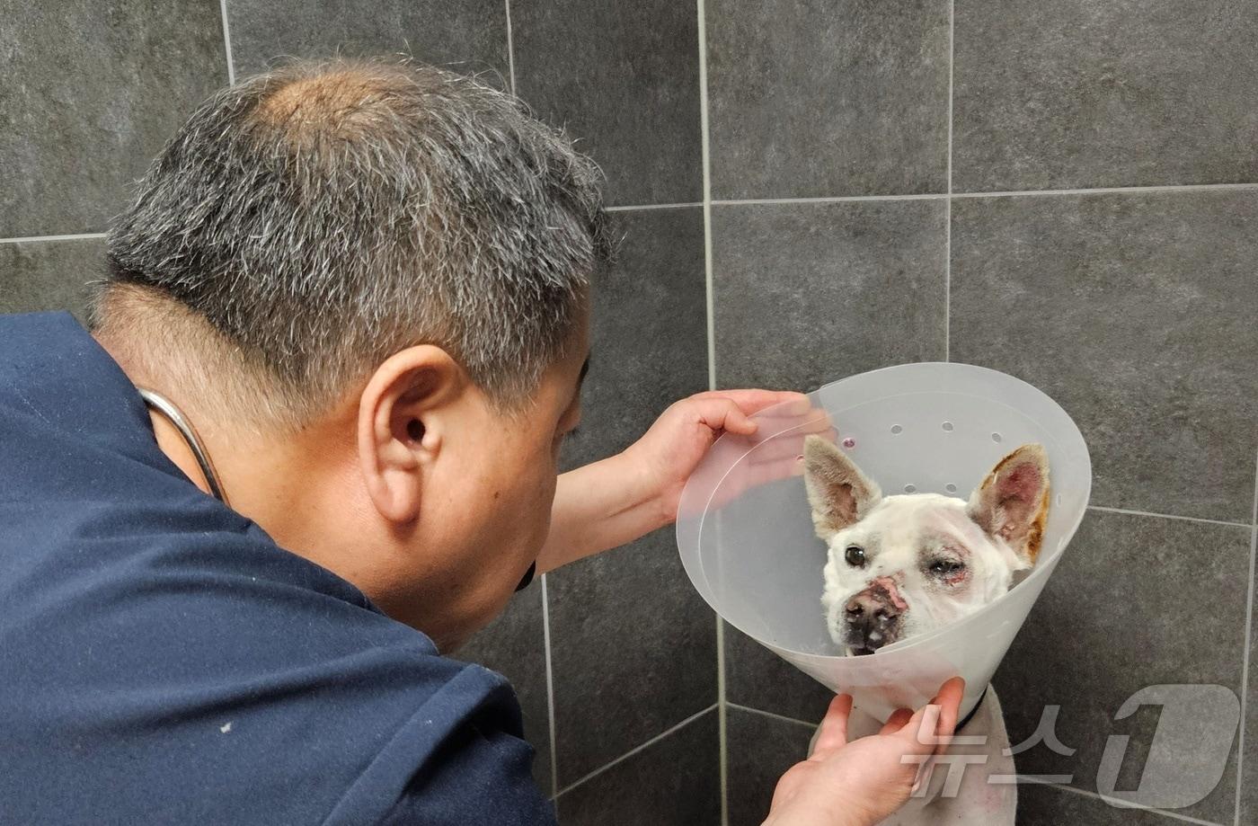 서범석 리베동물메디컬센터 원장이 28일 화상 치료가 끝나고 입원 중인 백구의 상태를 확인하고 있다. ⓒ 뉴스1