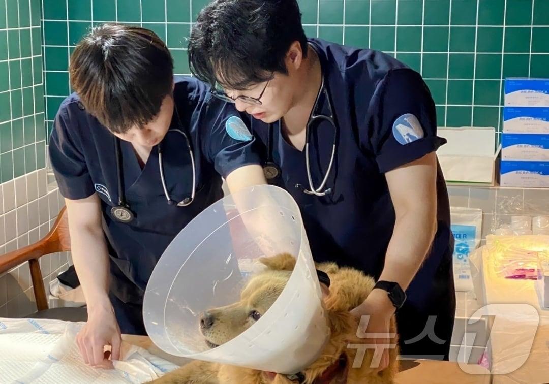 본문 이미지 - 넬동물의료센터 손성지(오른쪽) 원장과 윤일용 원장이 28일 안동에서 산불 피해동물들을 진료하고 있다(동물병원 제공). ⓒ 뉴스1