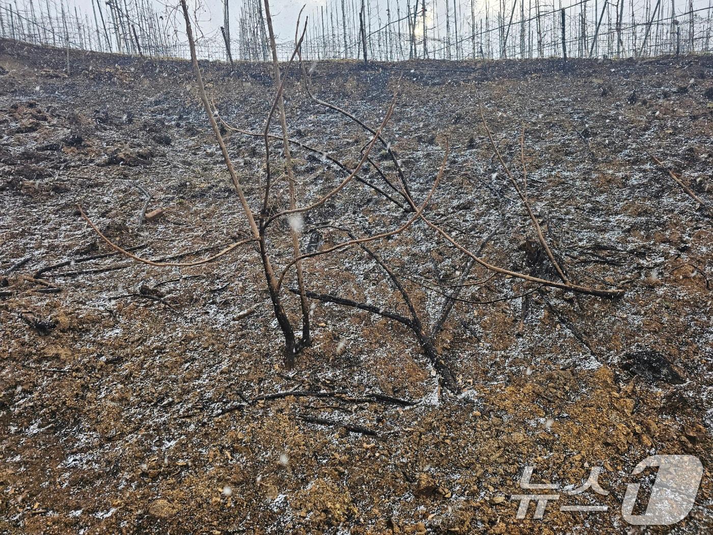 본문 이미지 - 29일 오후 경북 안동시 길안면 만음리 일원에 눈이 내리고 있다. 눈은 5시부터 20여 분간 내렸다. 2025.3.29/뉴스1 ⓒ News1 신성훈 기자