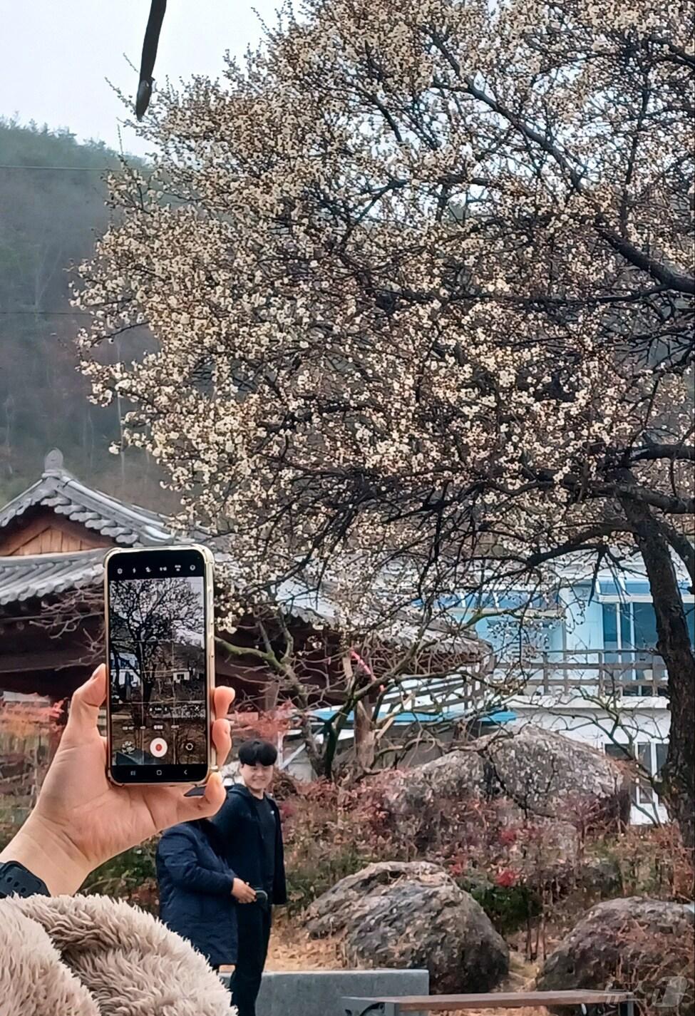 본문 이미지 - 비가 내리는 3일 오전 전남 광양시 다압면 소학정 섬진강 매화심터의 매화가 절반 정도 피어 있다. 소학정 매화는 전국에서 가장 먼저 꽃을 피우는 것으로 알려져 있다. 2025.3.3/뉴스1 ⓒ News1 박영래 기자