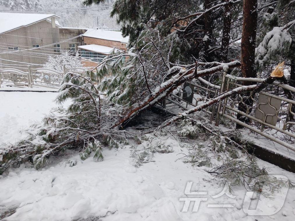 본문 이미지 - 안동시 서후면에서 3일 폭설로 나무가 쓰러져 도로를 덮고 있다. (경북소방본부 제공.재판매 및 DB금지) 2025.3.3/뉴스1