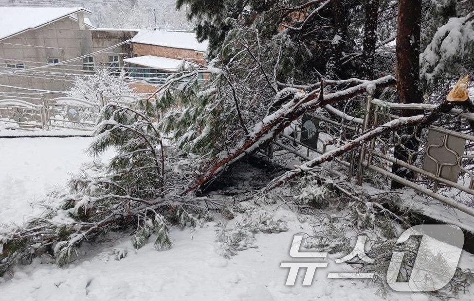 본문 이미지 - 3일 안동시 서후면에 내린 폭설로 나무가 쓰러져 도로를 덮고 있다. (경북소방본부 제공.재판매 및 DB금지) (사진은 기사 내용과 무관함) 2025.3.3/뉴스1 ⓒ News1 박지혜 기자