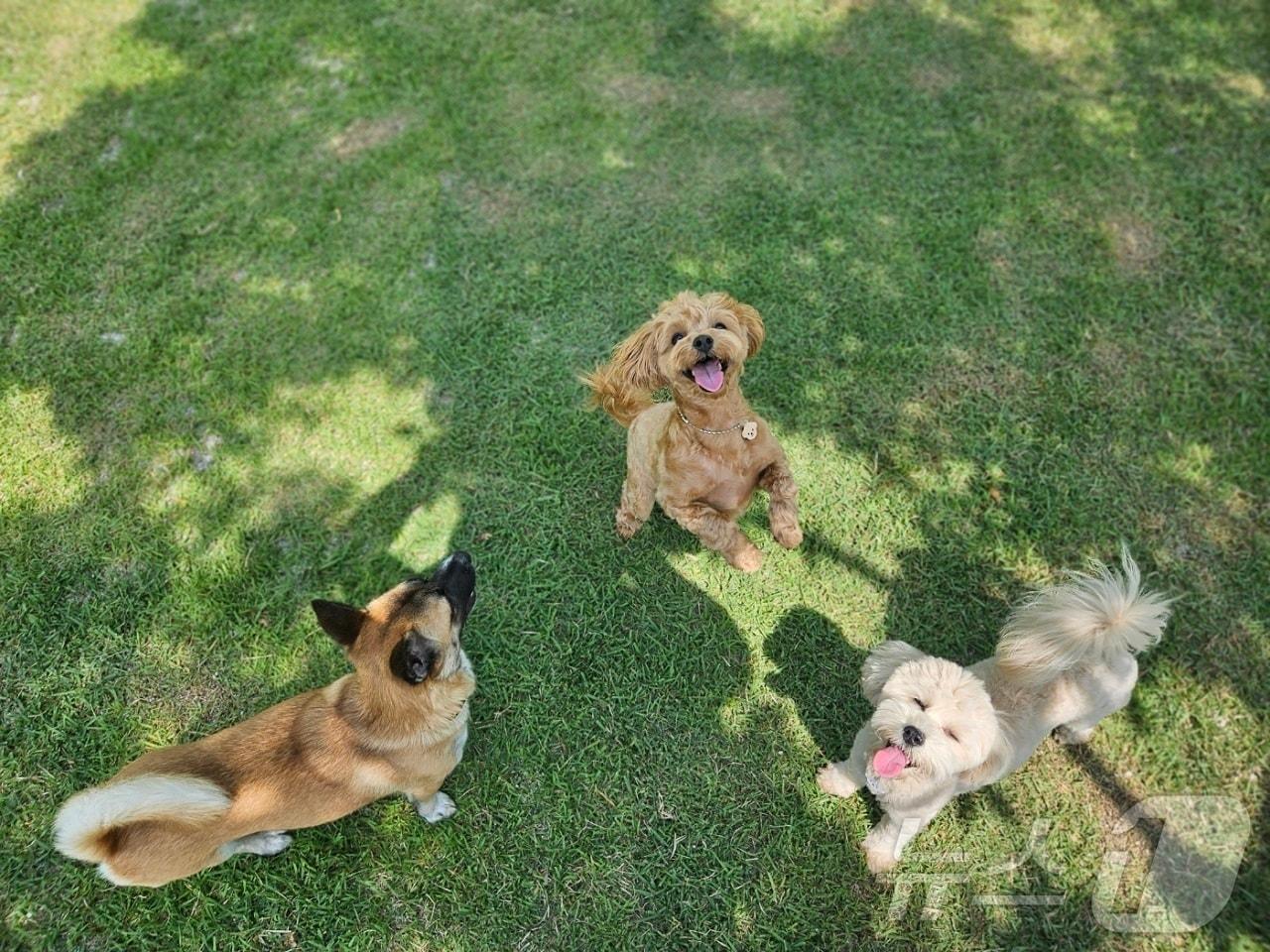 본문 이미지 - 순천시 반려동물 문화센터 인근에 조성된 반려동물 실외놀이터에서 뛰어노는 반려견들.(순천시 제공. 재판매 및 DB 금지)