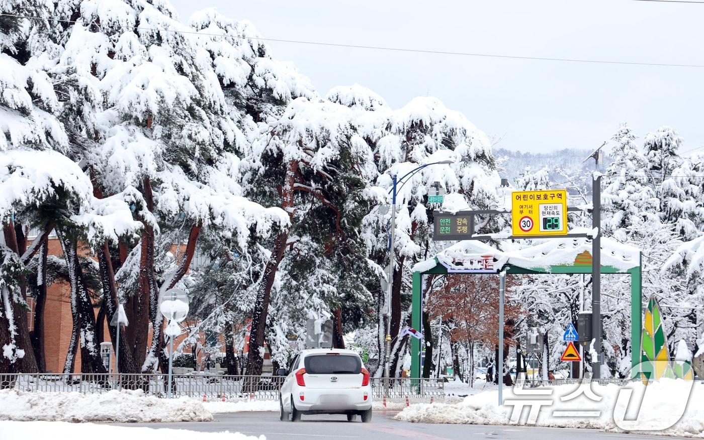 강원 산간을 중심으로 폭설이 내린 3일 강원도 강릉시 성산면에서 나뭇가지에 눈이 한 가득 쌓여 있다. 기상청은 강원 산지에 최대 40cm 이상, 강원 동해안과 경북북동산지 에 30cm 이상의 폭설이 더 쏟아질 전망이라고 예보했다. 2025.3.3/뉴스1 ⓒ News1 김명섭 기자