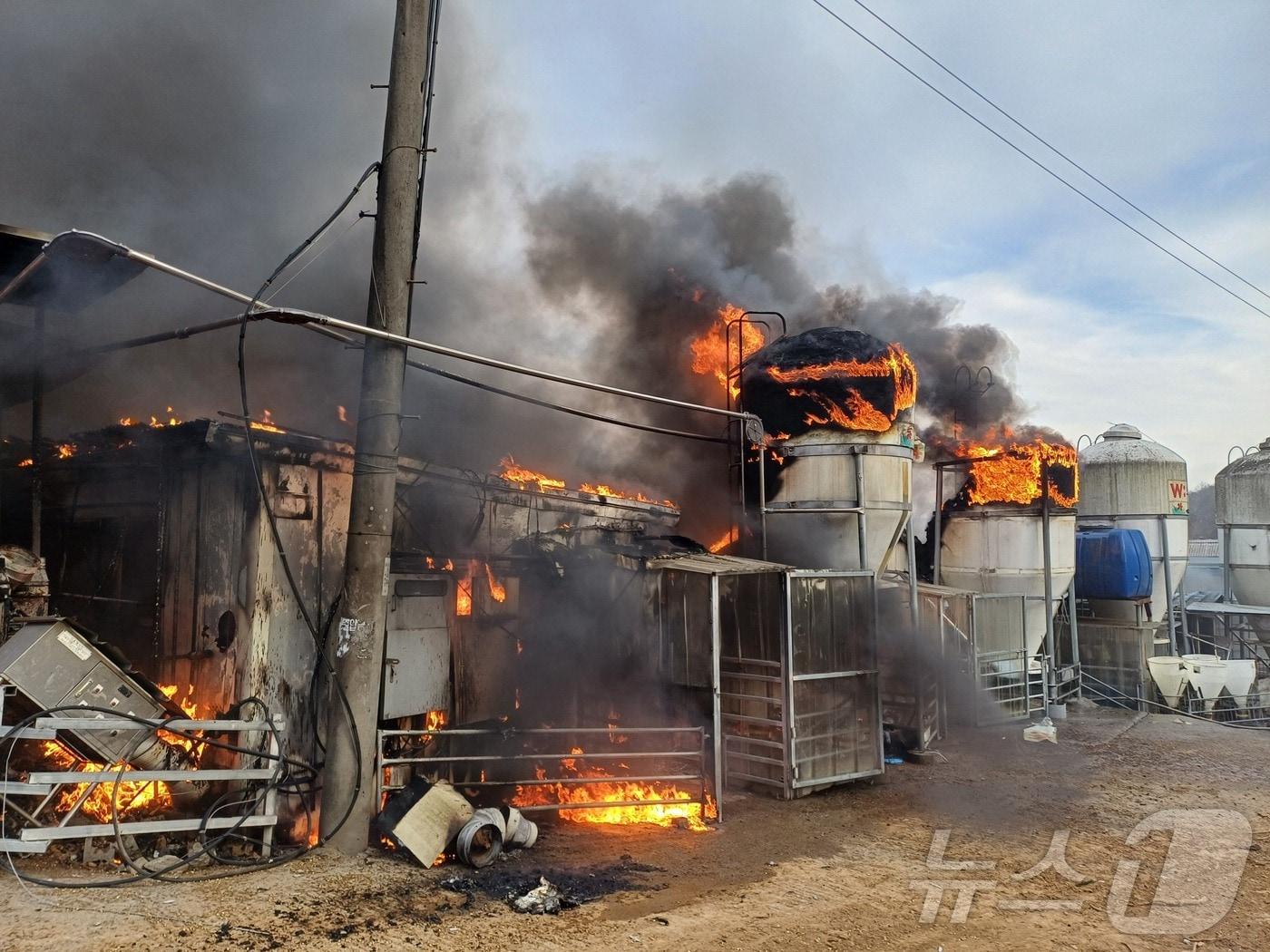 본문 이미지 - 서천군 돈사 화재 모습.(서천소방서 제공. 재판매 및 DB금지) /뉴스1