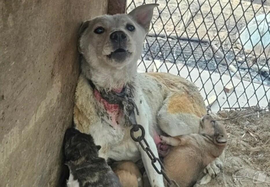 본문 이미지 - 화상을 입은 상태에서 새끼들에게 젖을 먹이고 있는 개(유엄빠 인스타그램) ⓒ 뉴스1