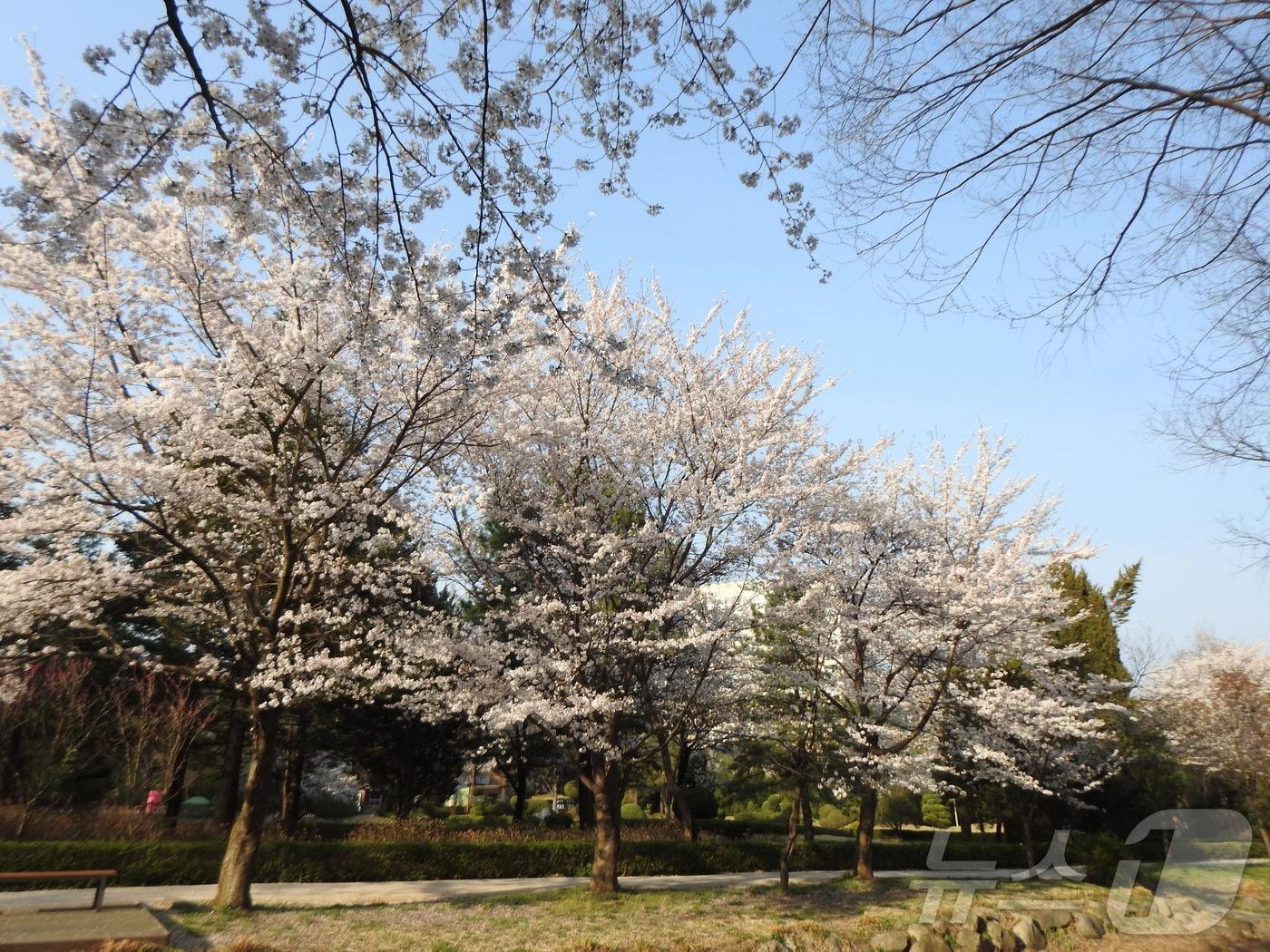 본문 이미지 - 물향기수목원 전시원 벚꽃 자료사진.(경기도 제공, 재판매 및 DB 금지)