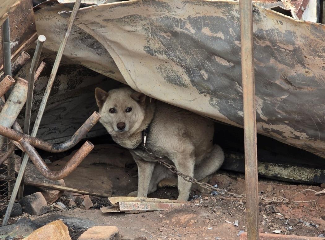 본문 이미지 - 산불이 휩쓸고 간 경북 지역에 목줄에 묶여 탈출하지 못한 반려견의 모습(동물자유연대 제공)